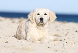 GOLDEN RETRIEVER 478